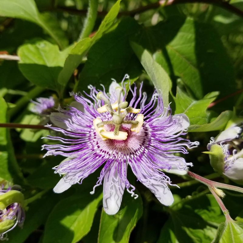 Passionflower