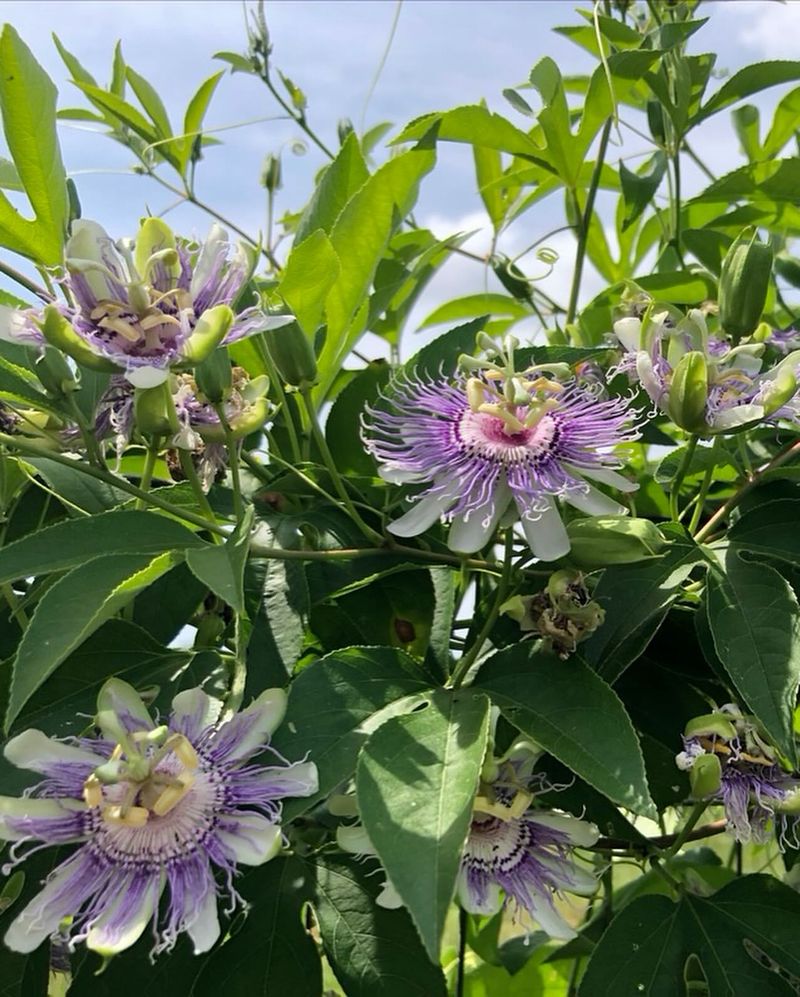 Passionflower