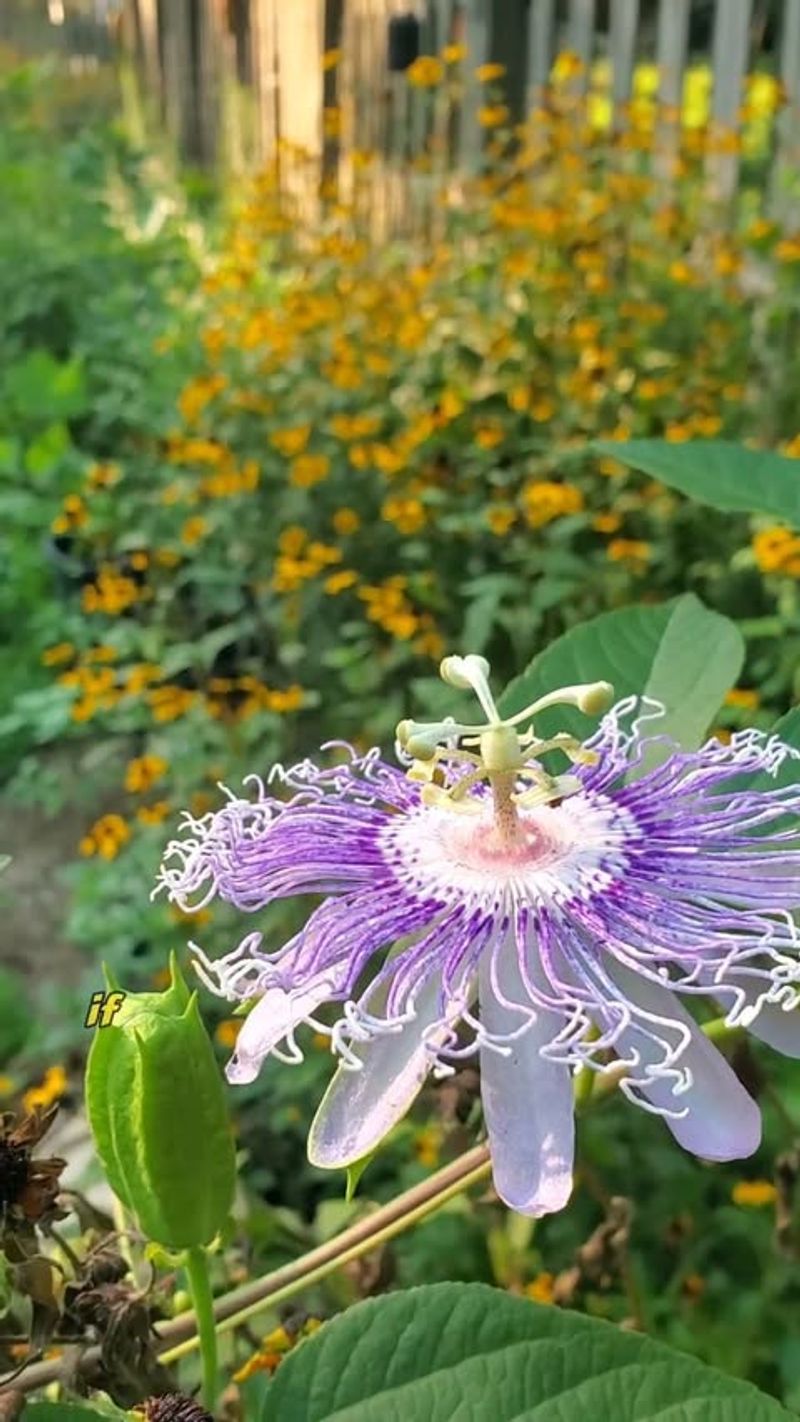 Passionflower