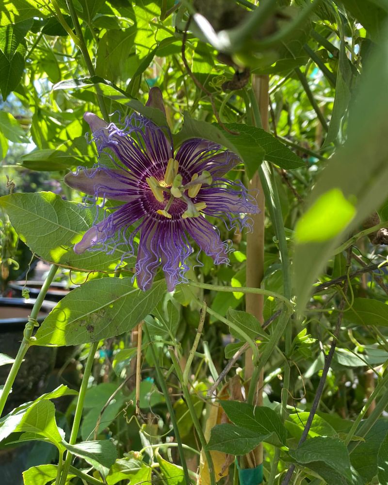 Passionflower