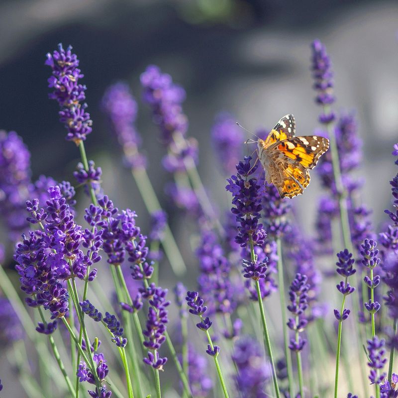 Pastor's Pride Lavender