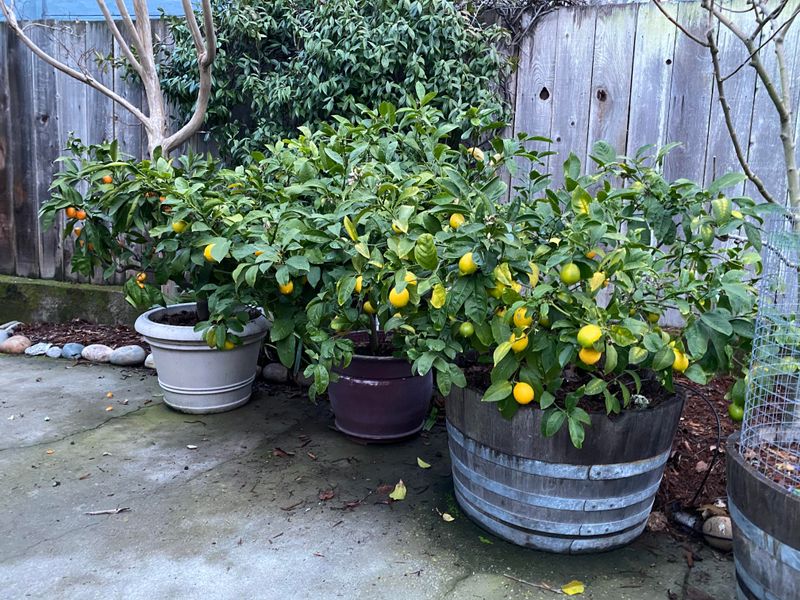 Patio Citrus Trees