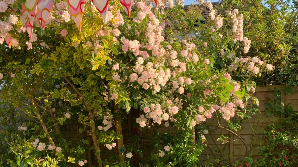 Paul’s Himalayan Musk