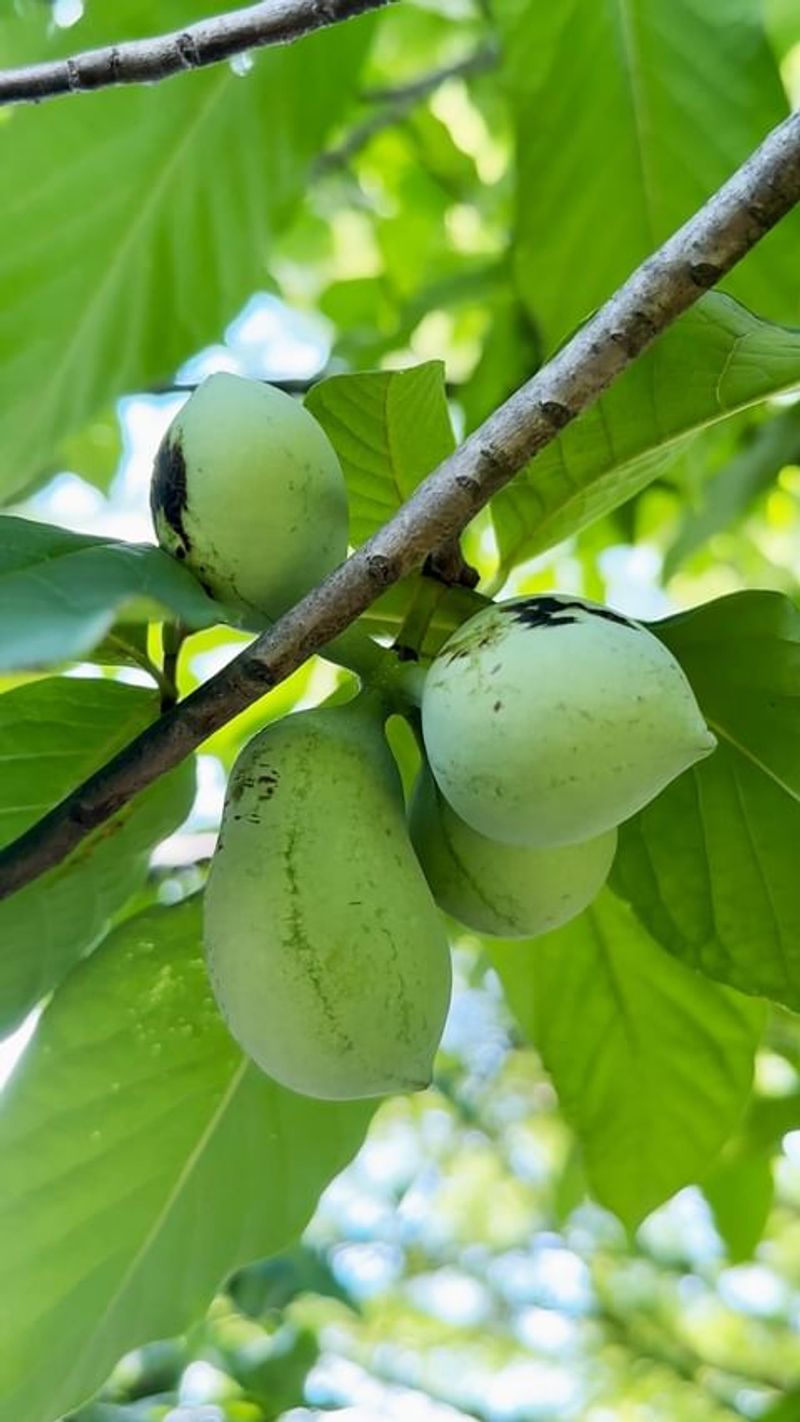 Pawpaw Tree