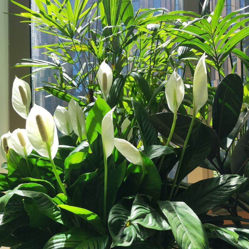 Peace Lily