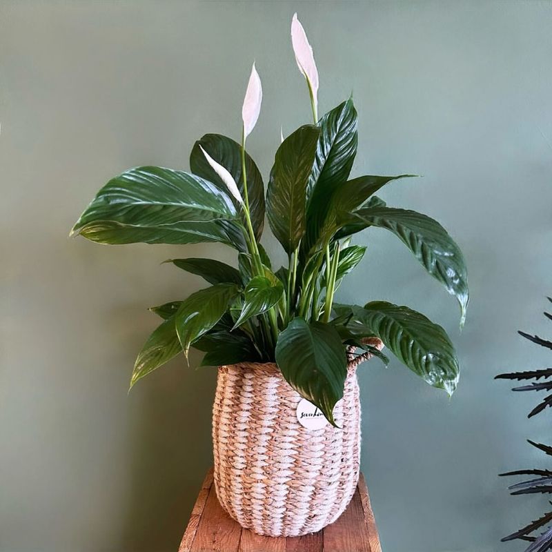 Peace Lily