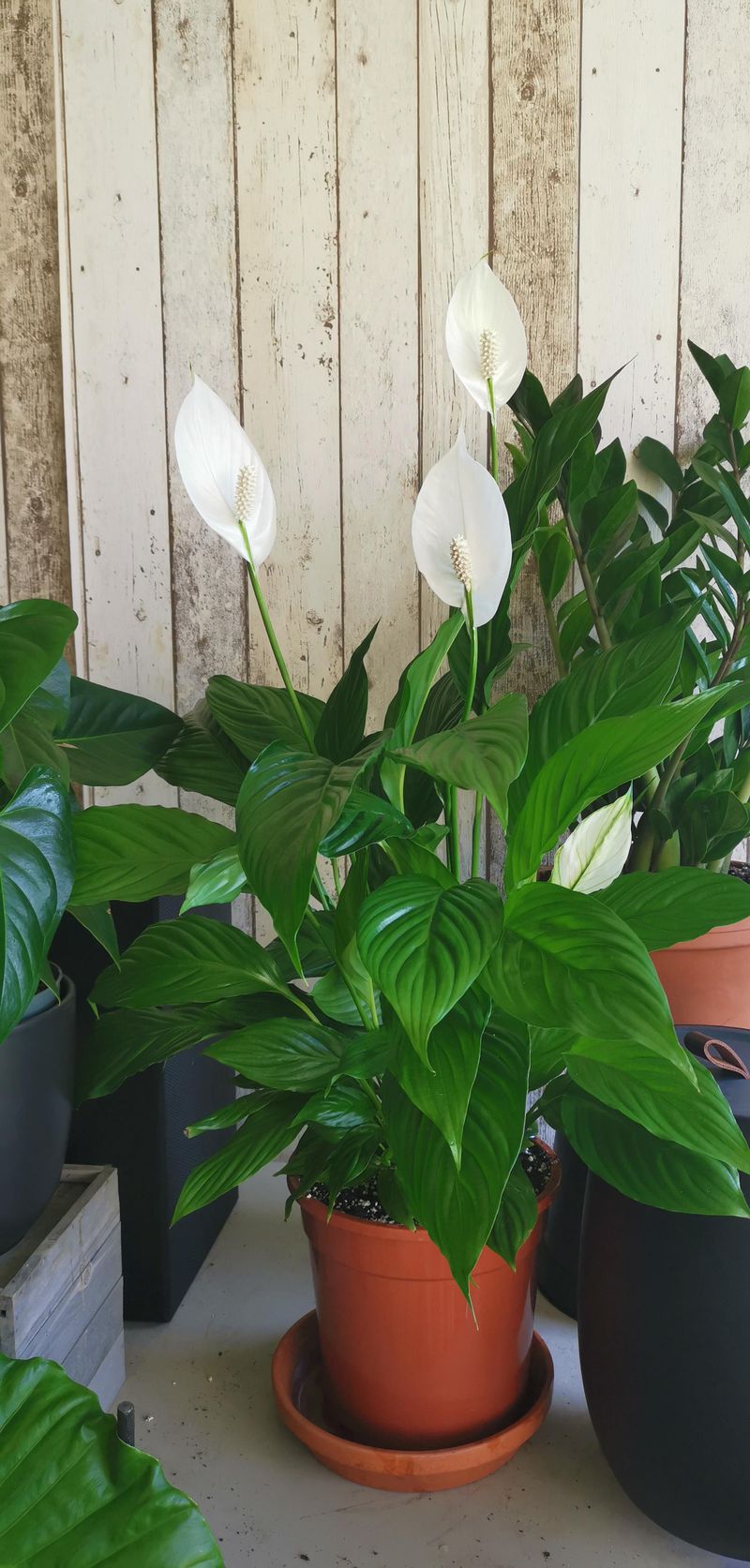 Peace Lily