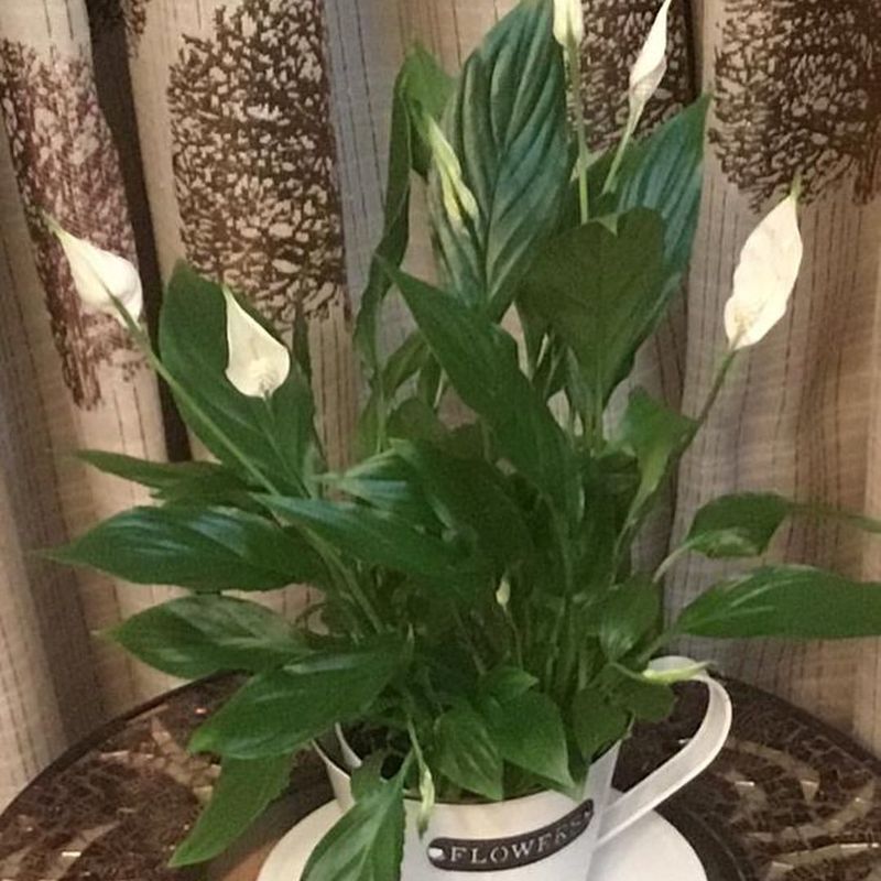 Peace Lily