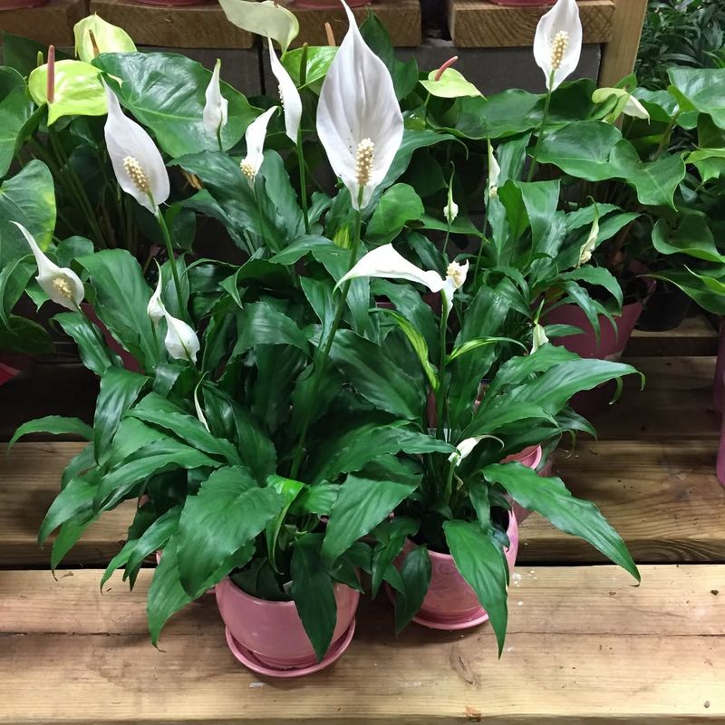 Peace Lily