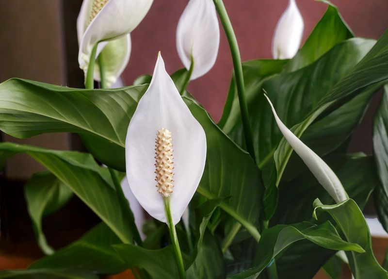 Peace Lily