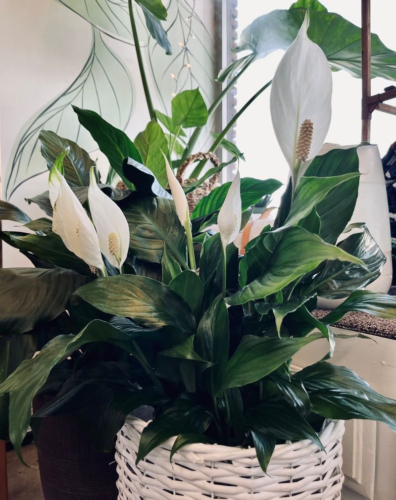 Peace Lily