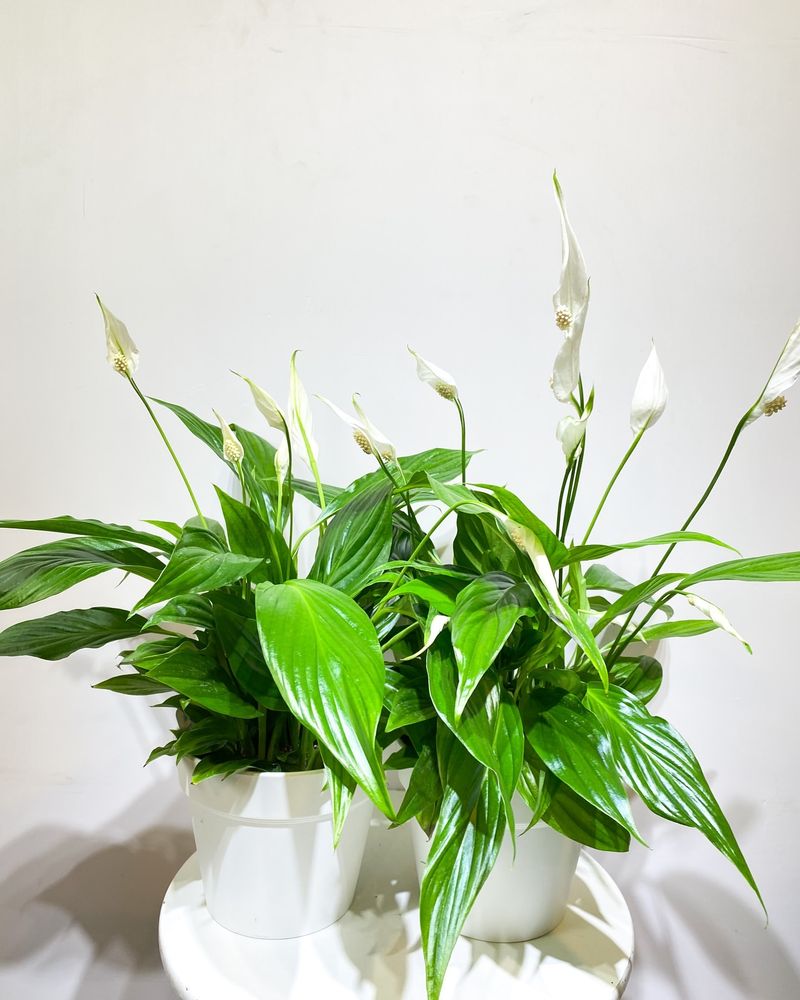 Peace Lily (Spathiphyllum)