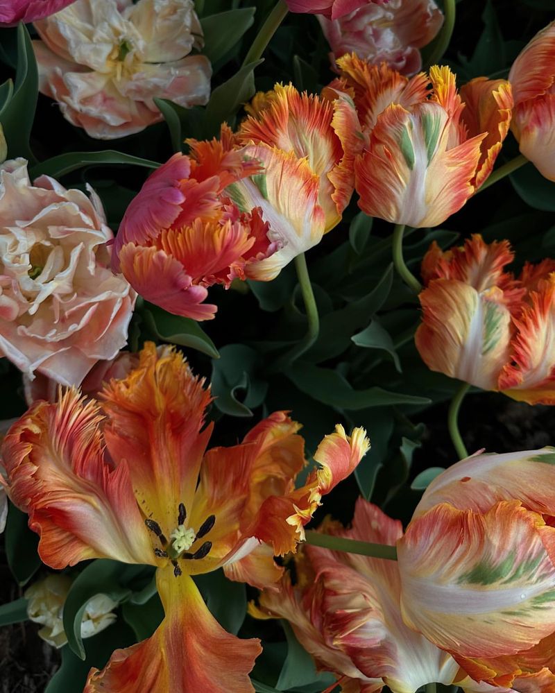 Peach Parrot Tulip