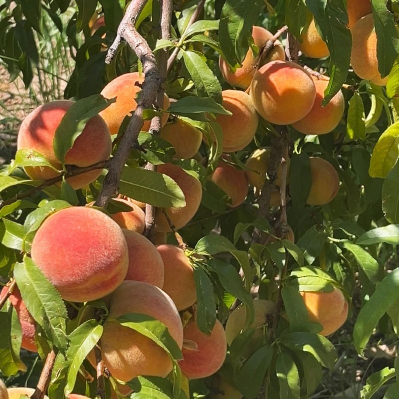 Peach Tree