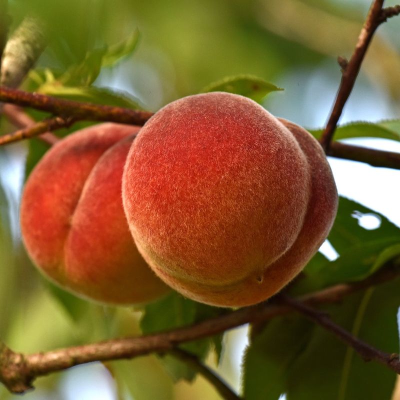 Peaches