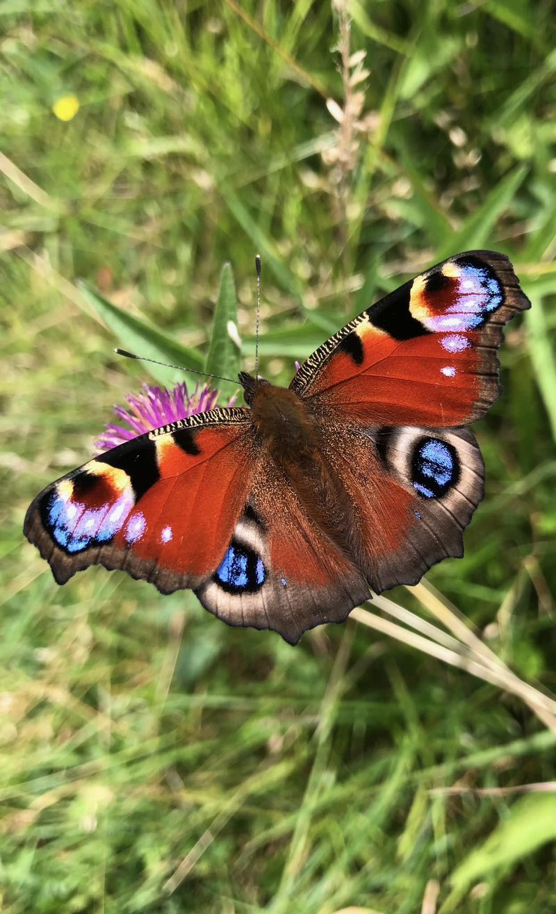 Peacock Butterfly