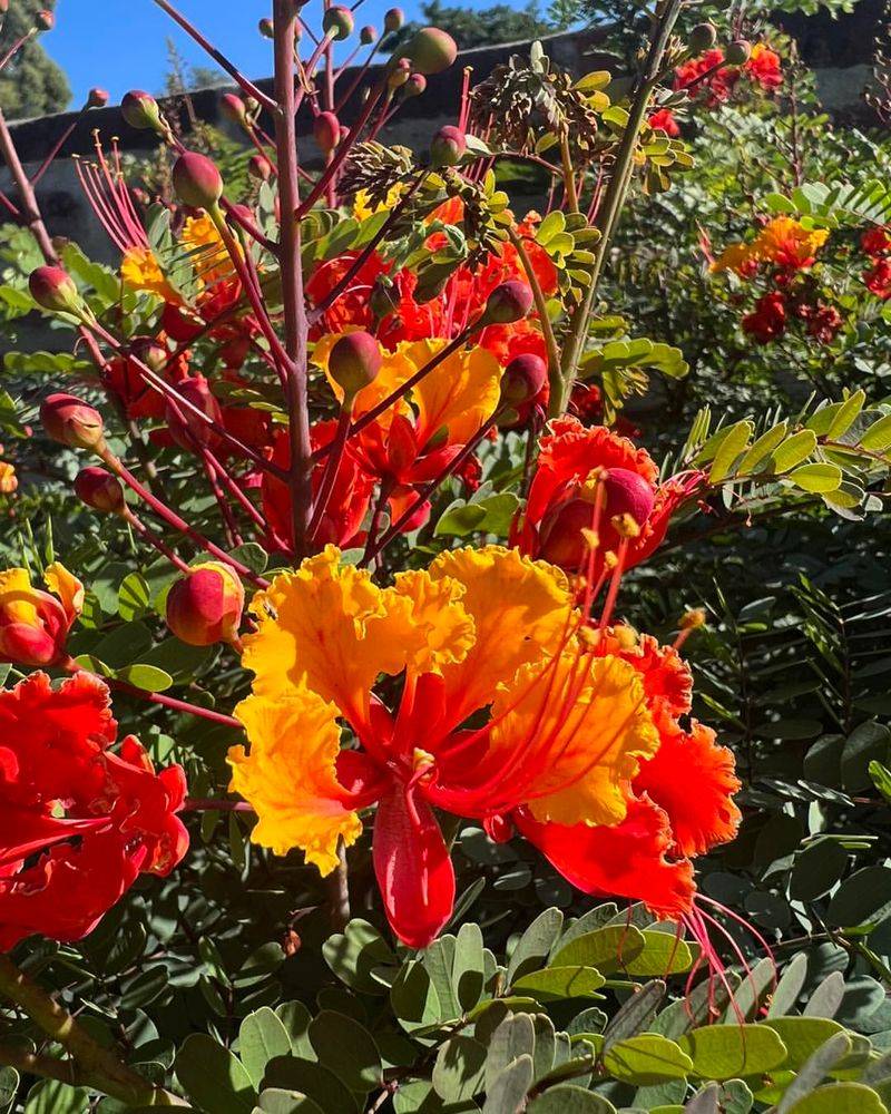 Peacock Flower