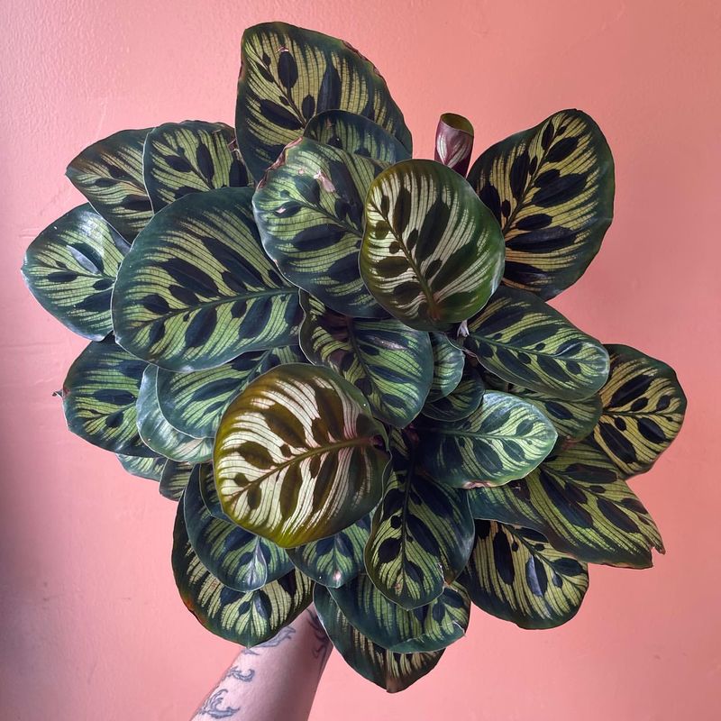 Peacock Plant (Calathea Makoyana)