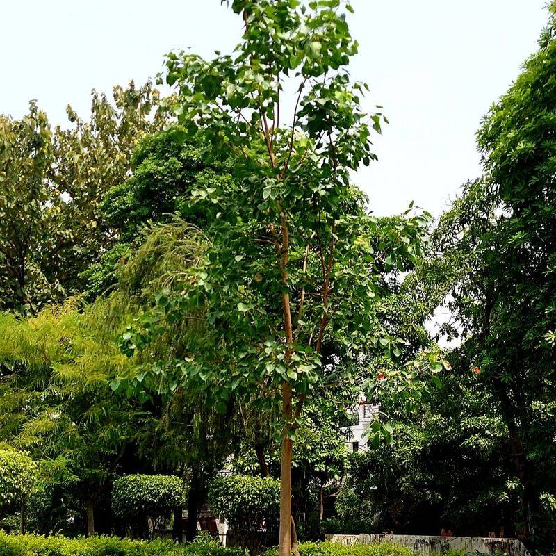 Peepal Tree