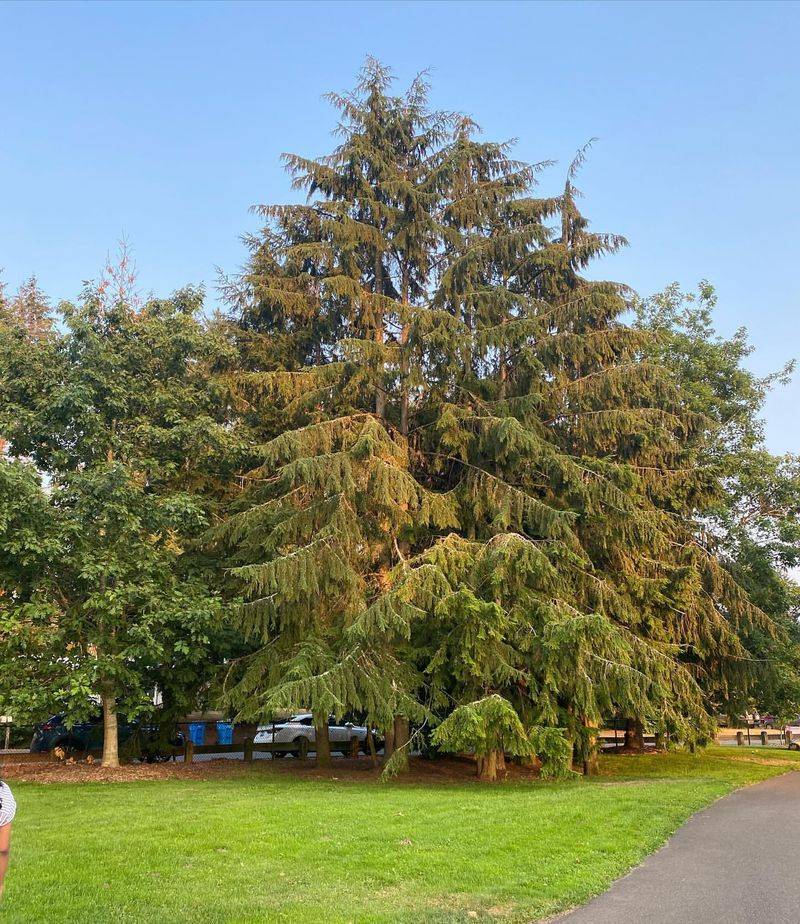 Pennsylvania: Eastern Hemlock