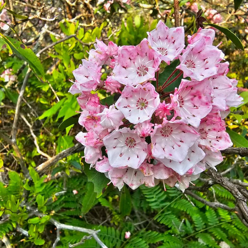 Pennsylvania: Mountain Laurel