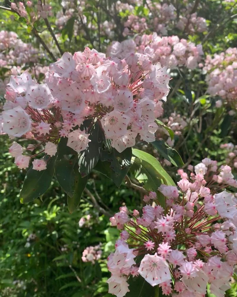 Pennsylvania - Mountain Laurel