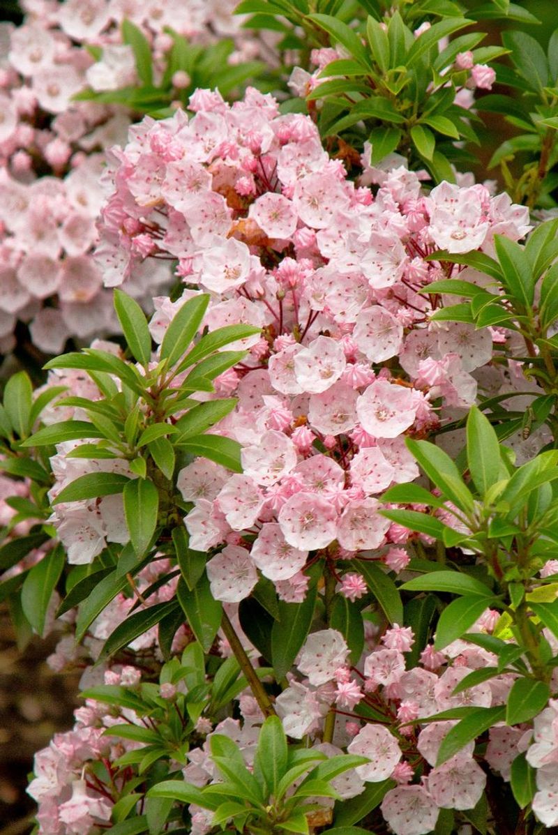 Pennsylvania - Mountain Laurel