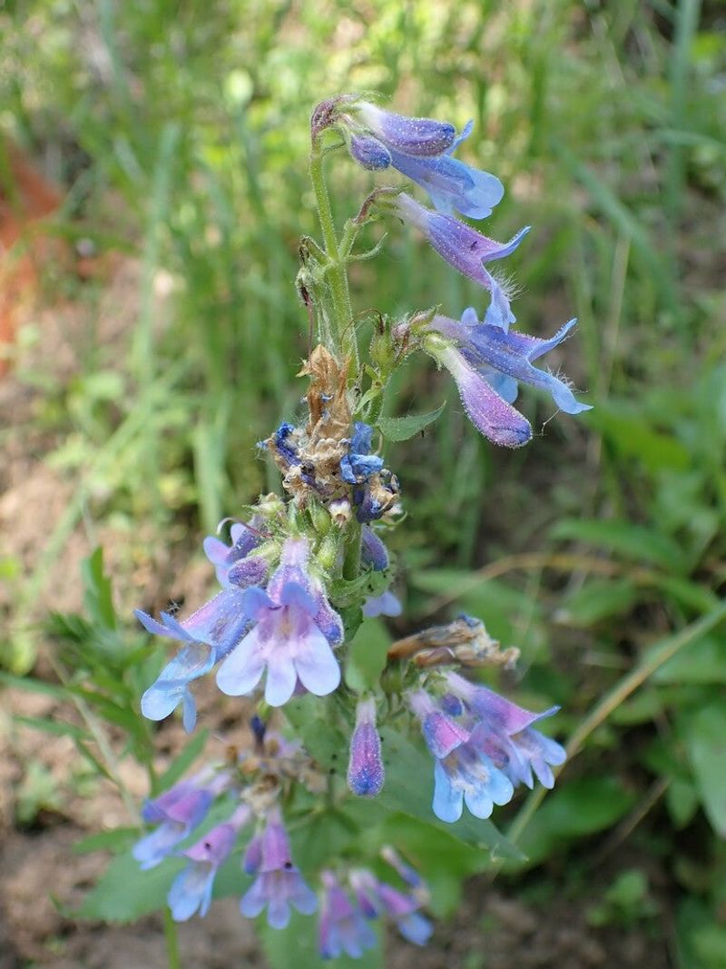 Penstemon