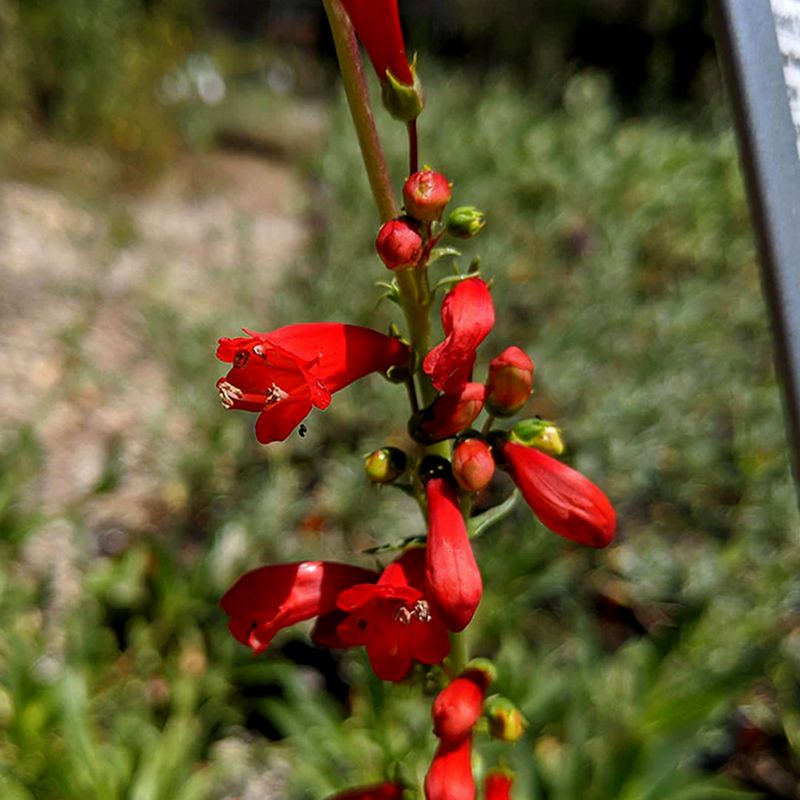 Penstemon