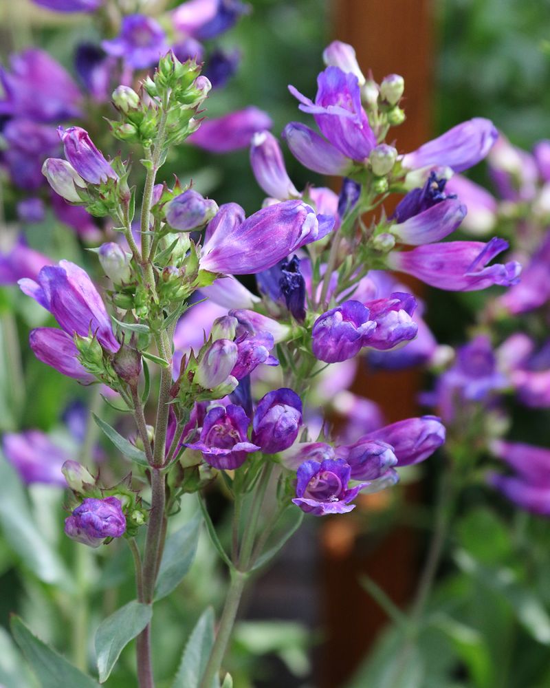 Penstemon