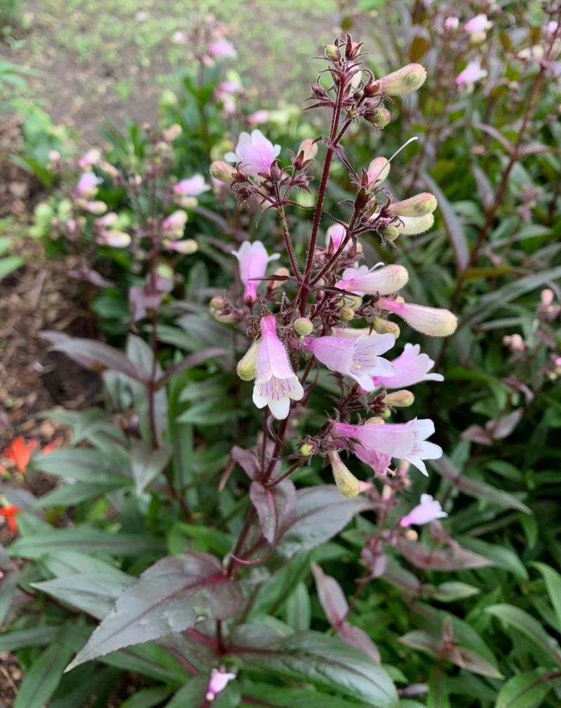 Penstemon