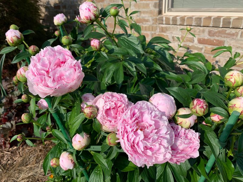 Peonies