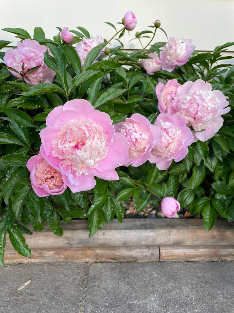 Peonies