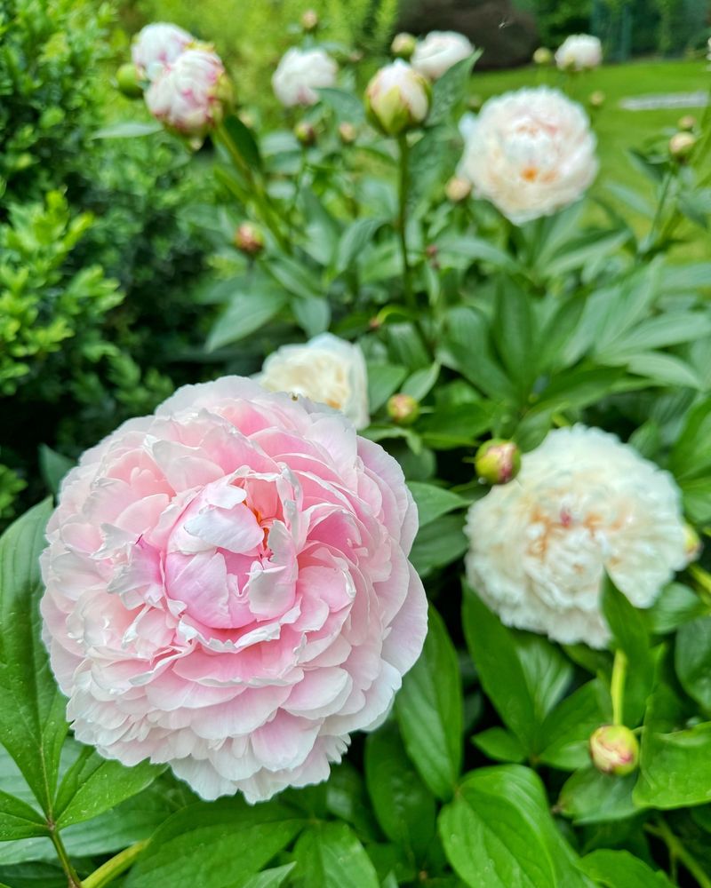 Peonies