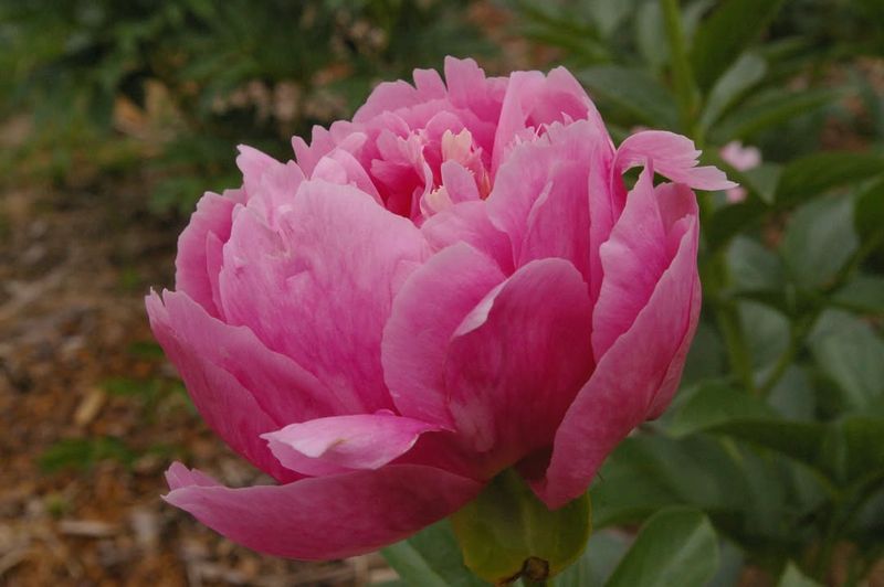 Peony