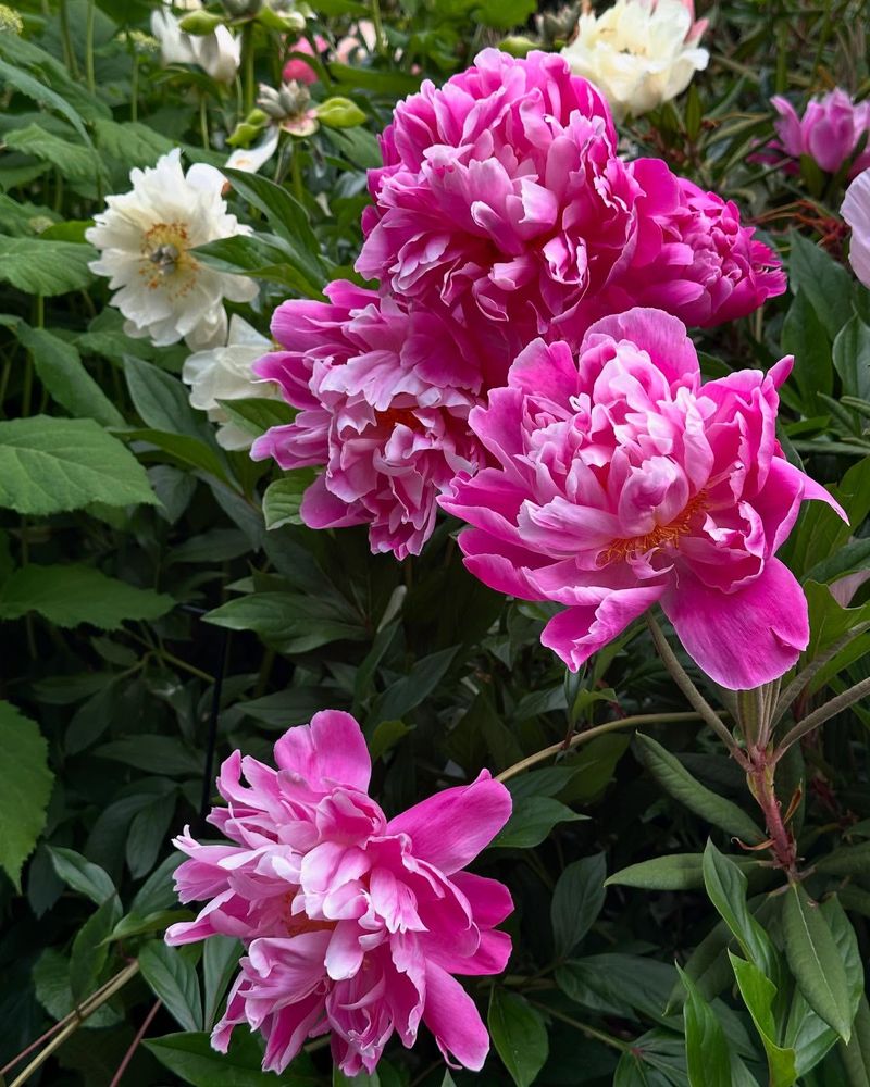 Peony