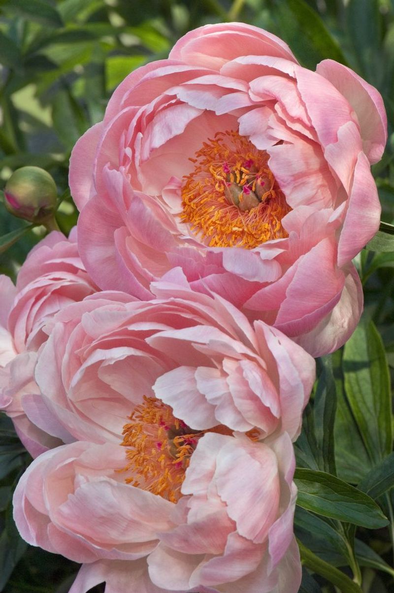 Peony