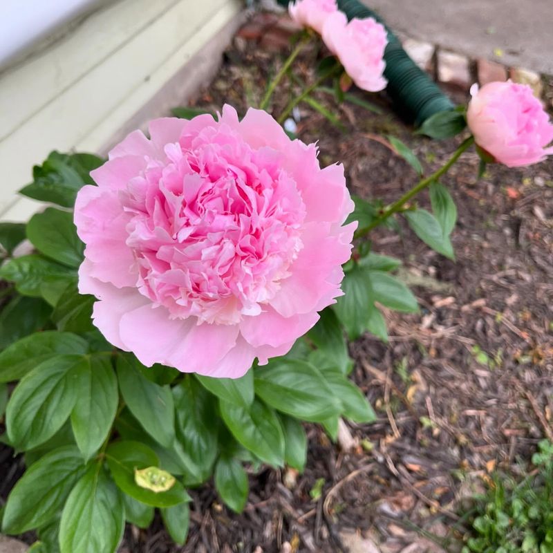 Peony - Indiana