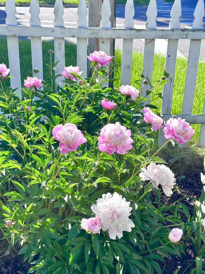 Peony