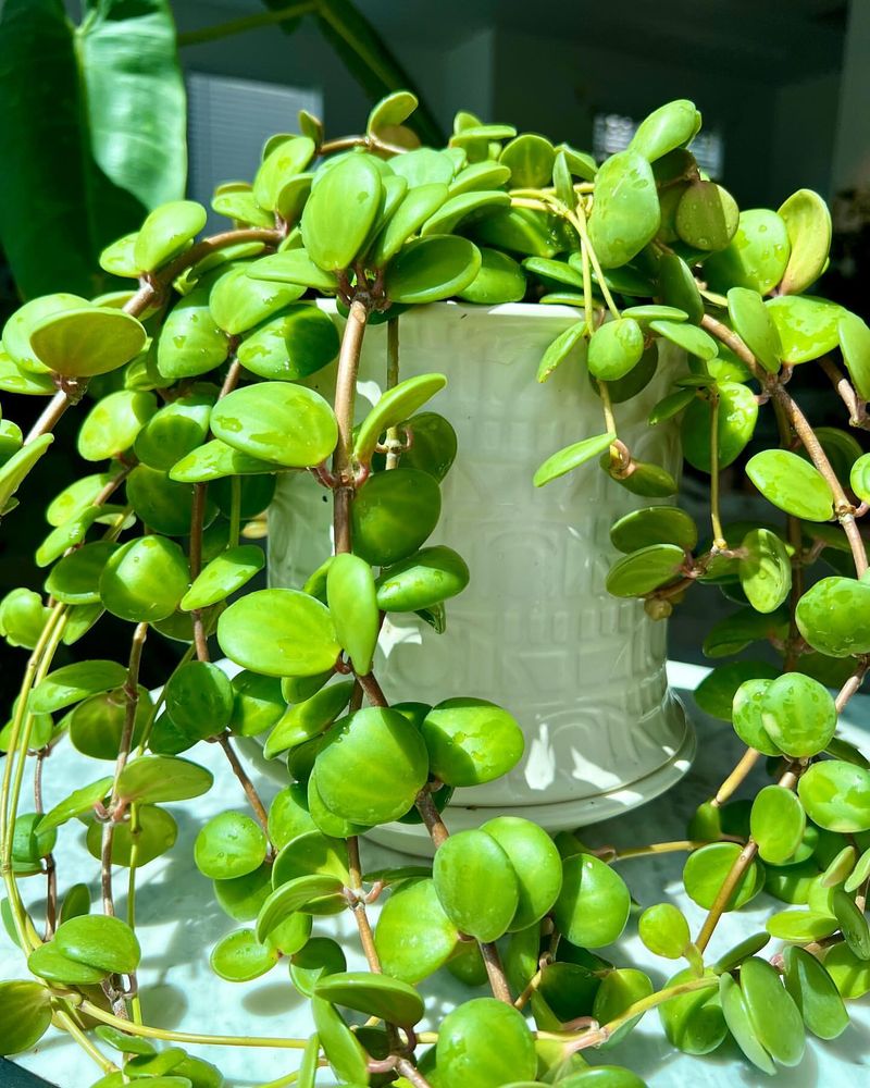 Peperomia