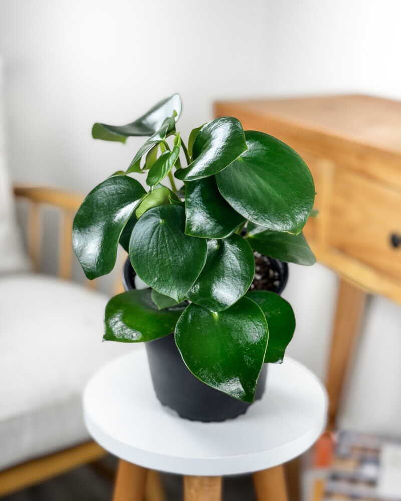 Peperomia