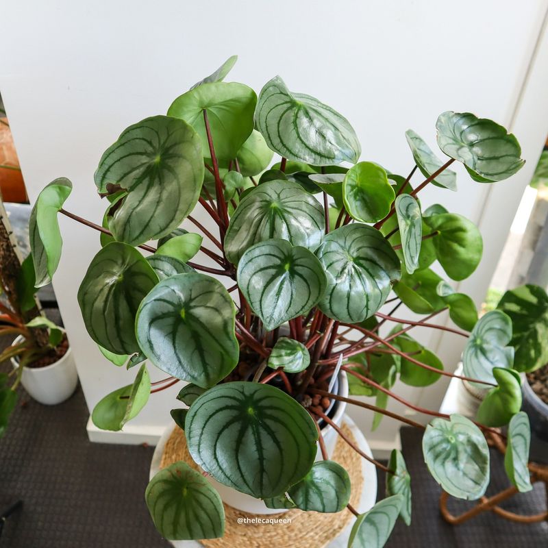 Peperomia