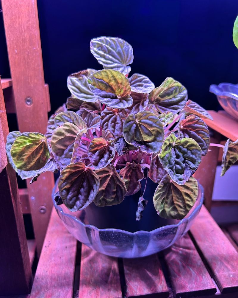 Peperomia