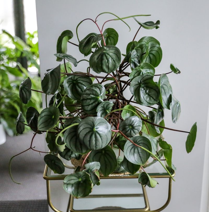 Peperomia