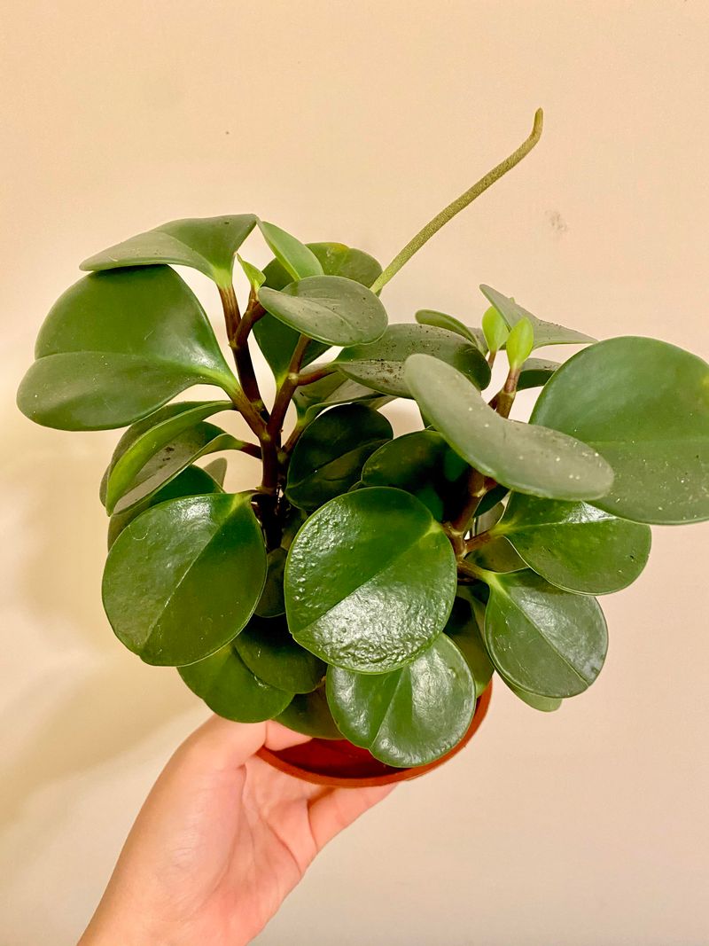 Peperomia