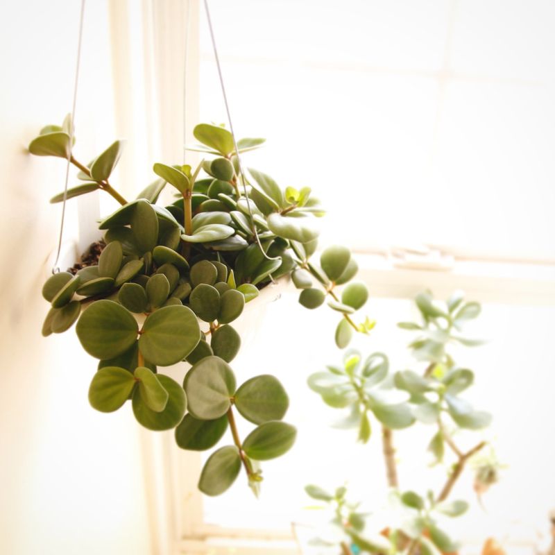 Peperomia (Peperomia rotundifolia)