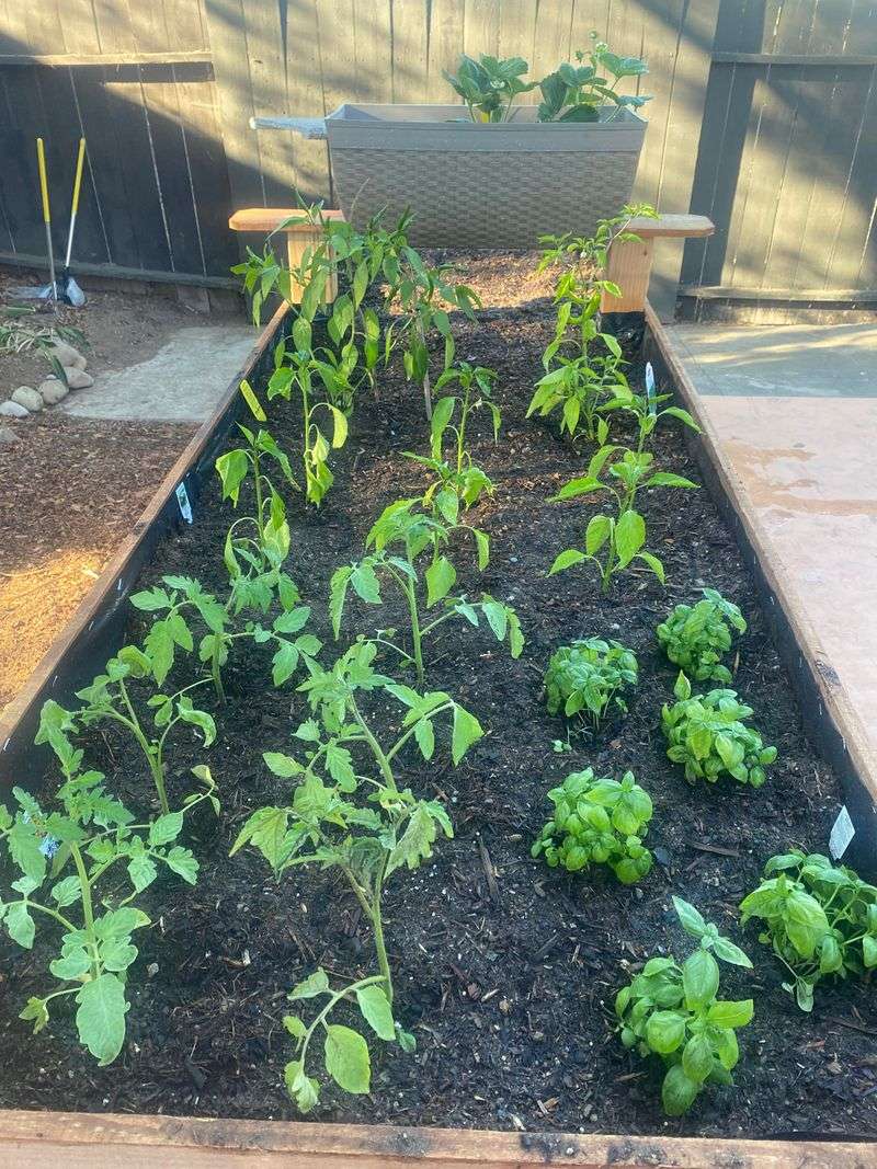 Peppers and Basil