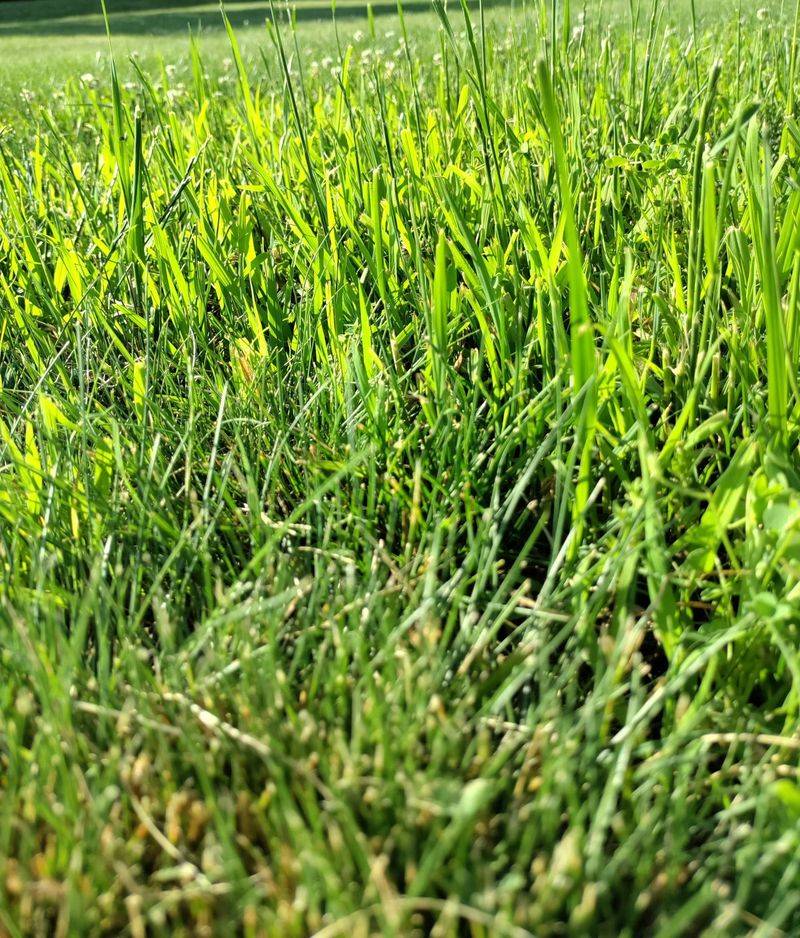 Perennial Ryegrass