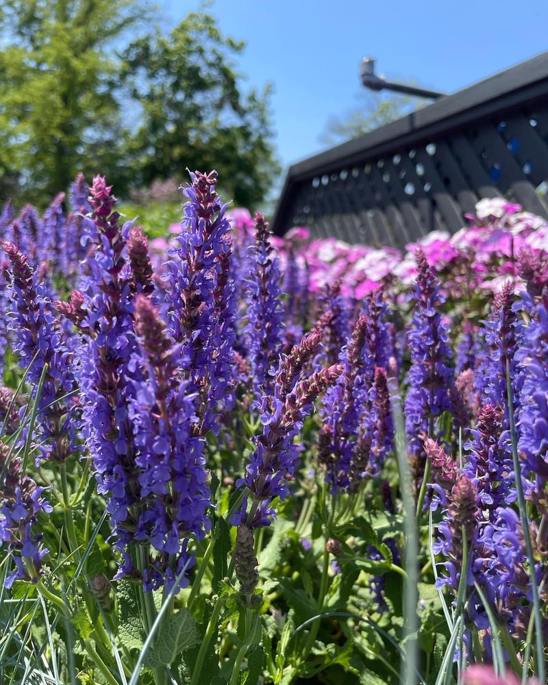 Perennial Salvia