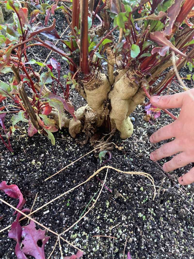 Perennial Vegetables